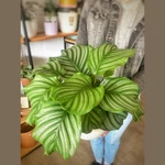 Calathea Orbifolia Grande Calathea Orbifolia Grande