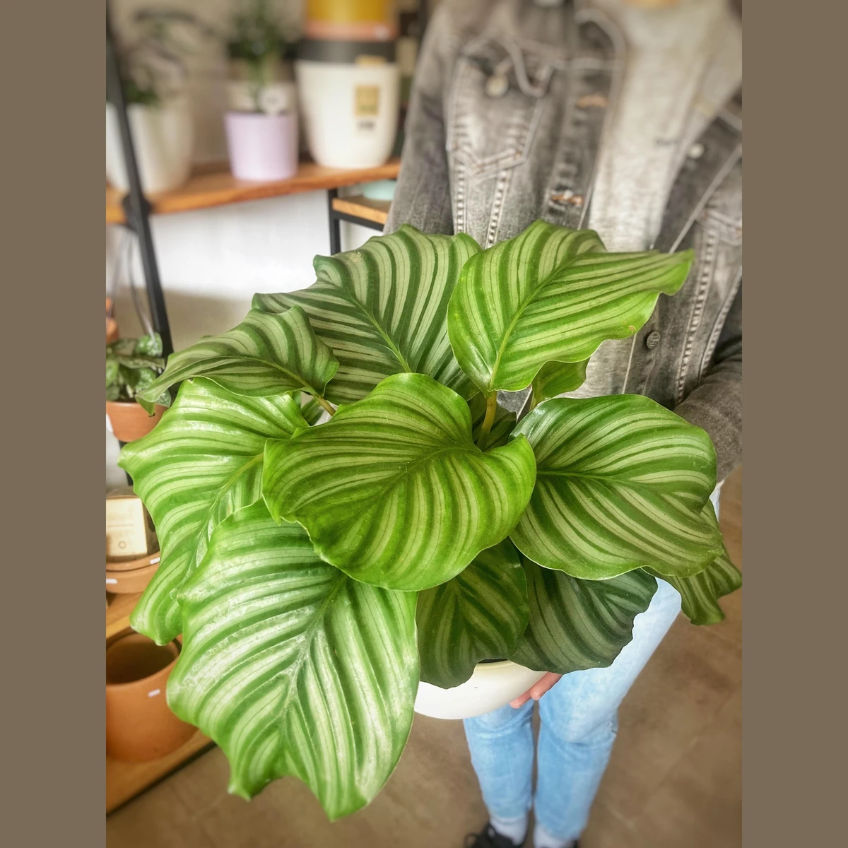 Calathea Orbifolia Grande 