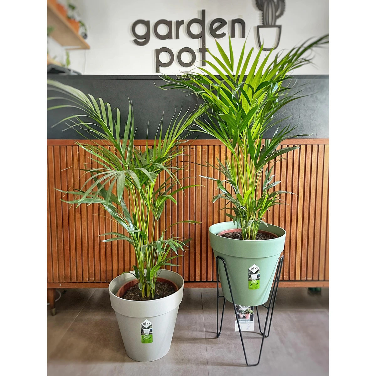 Palma Areca 