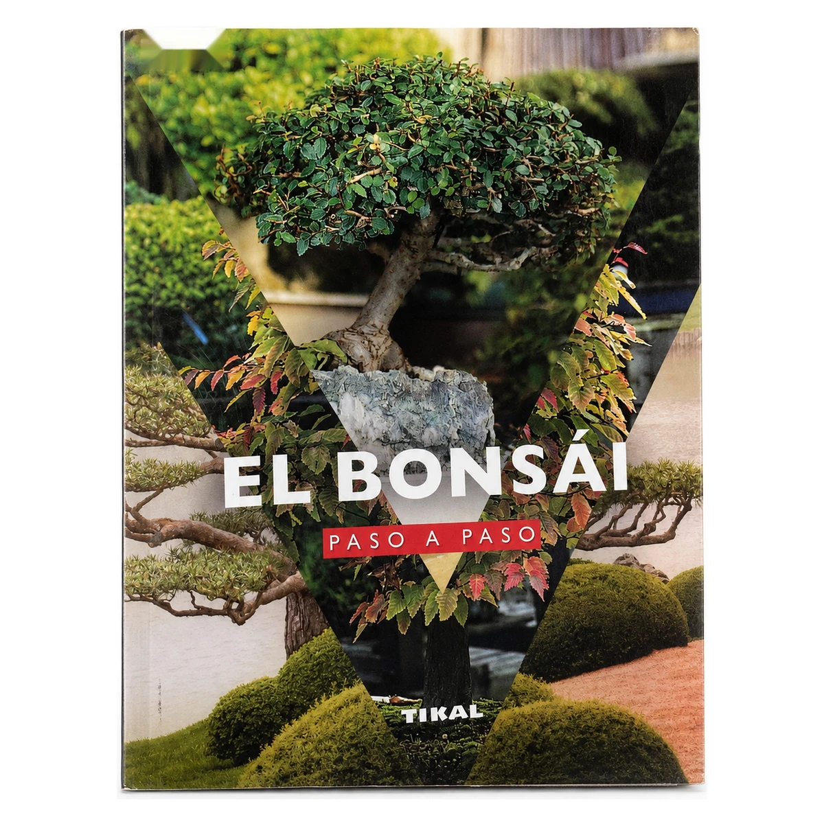 El Bonsái Paso a Paso 