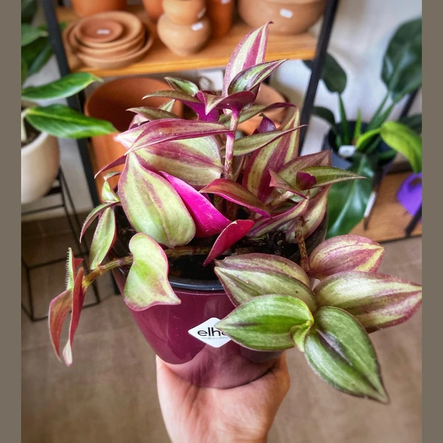 Tradescantia Zebrina Tradescantia Zebrina