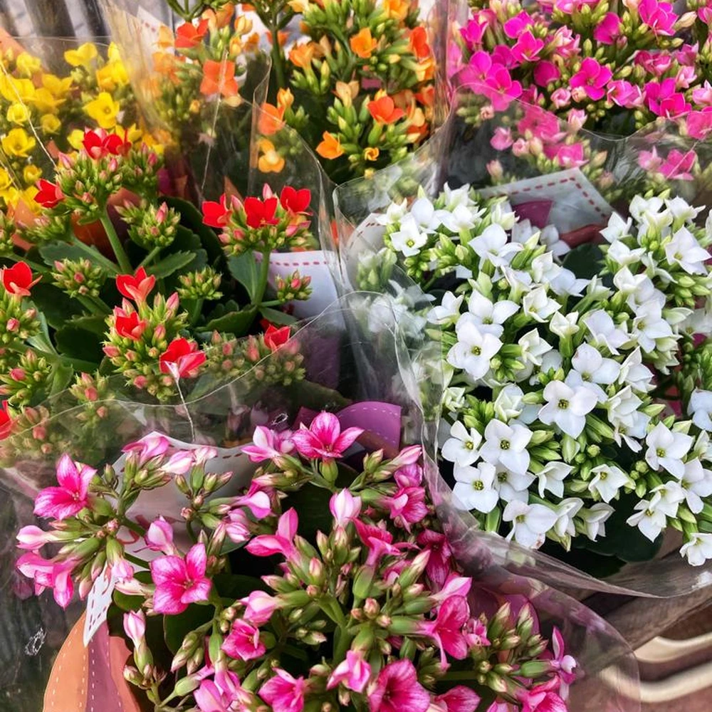 Kalanchoe Kalanchoe