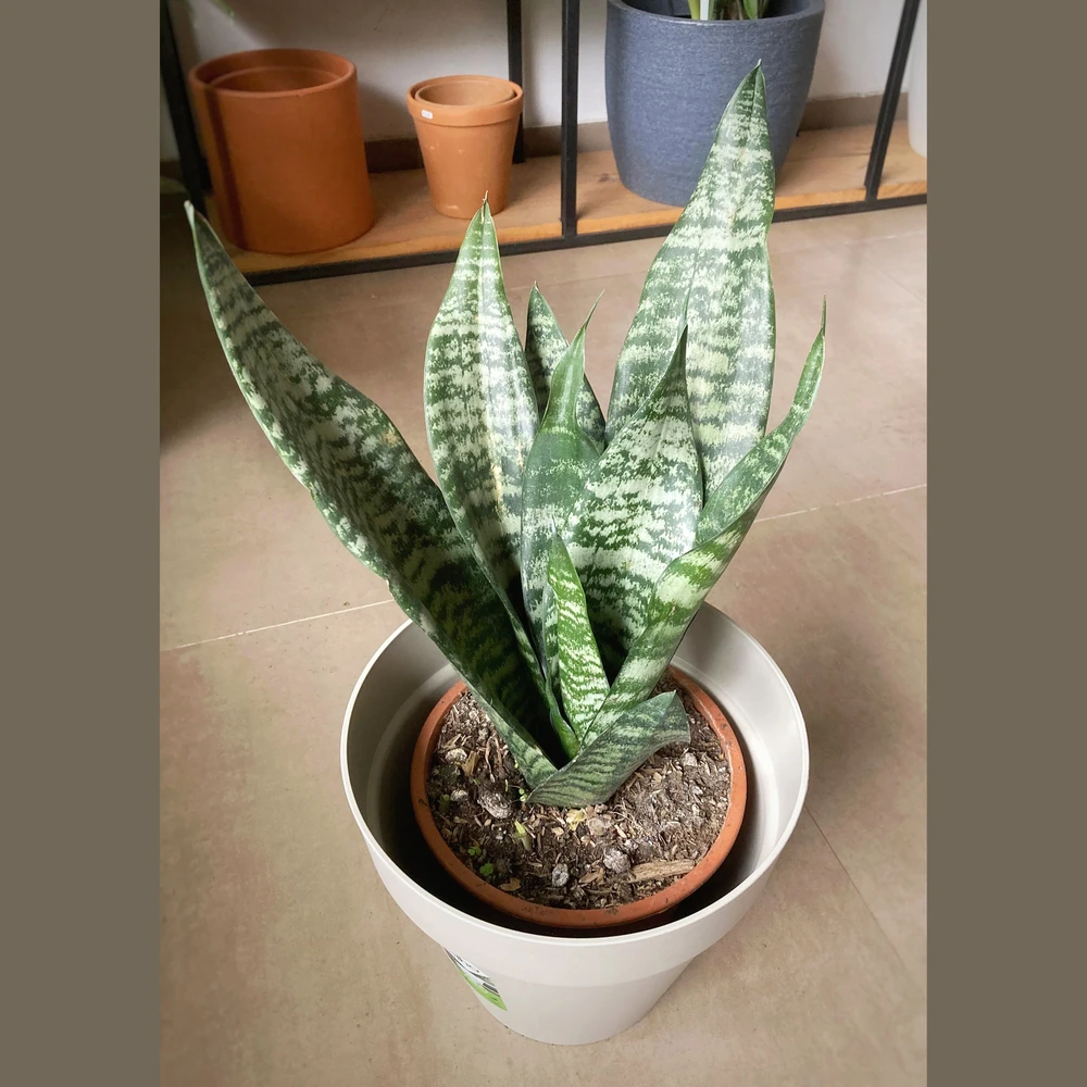 Sansevieria Zeylanica Mediana Sansevieria Zeylanica Mediana