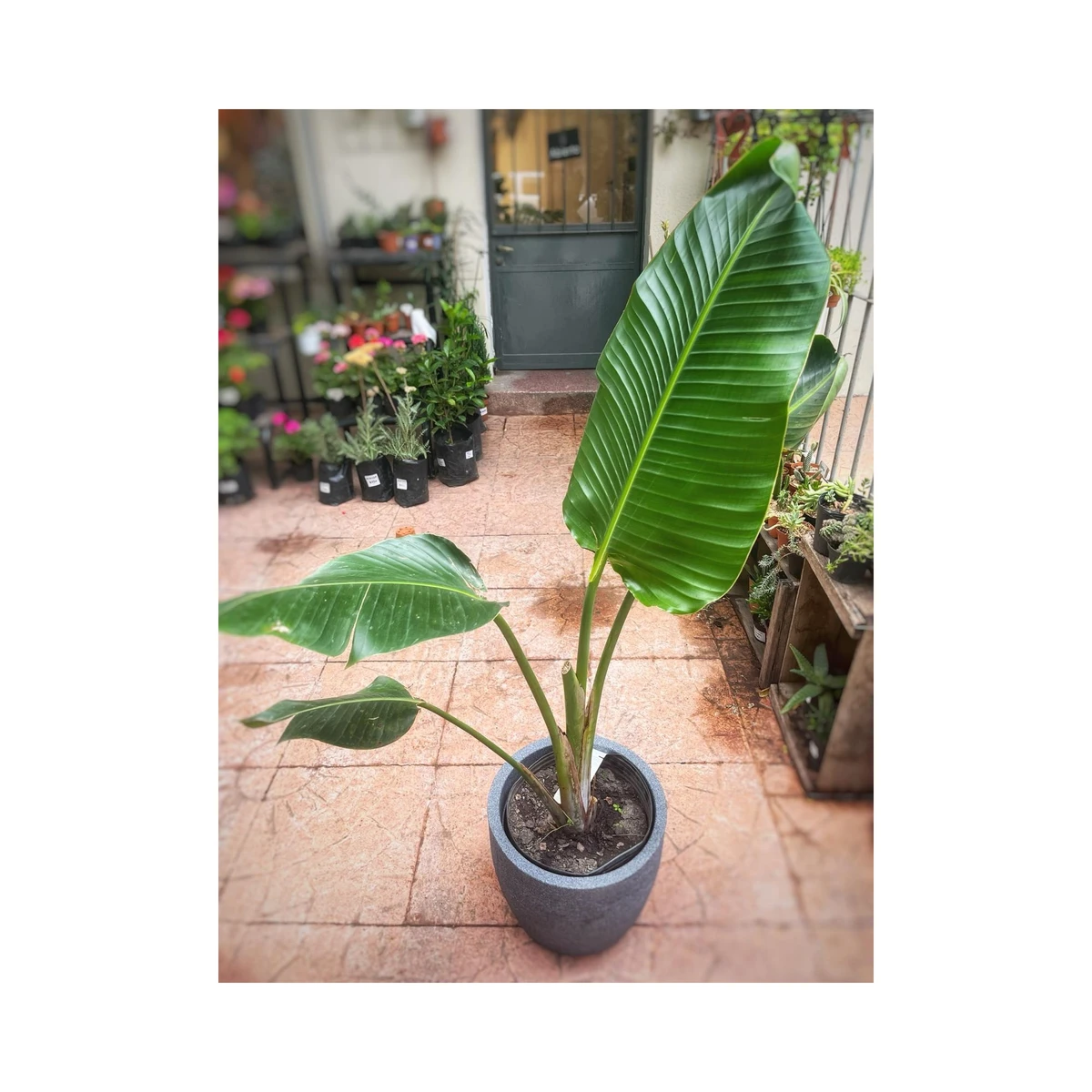 Strelitzia Nicolai Grande 