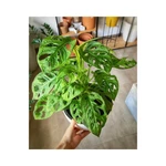 Monstera Adansonii Monstera Adansonii