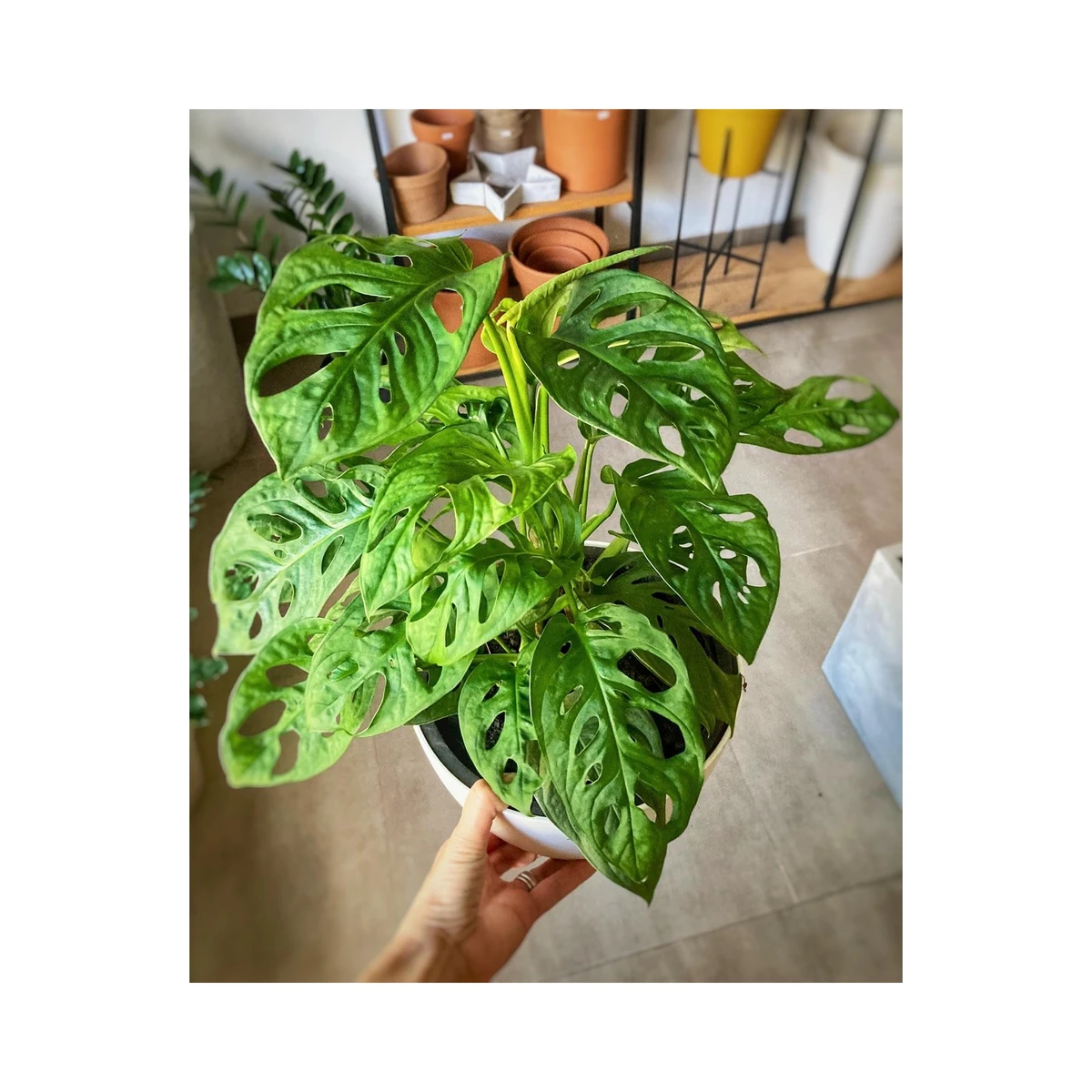 Monstera Adansonii 