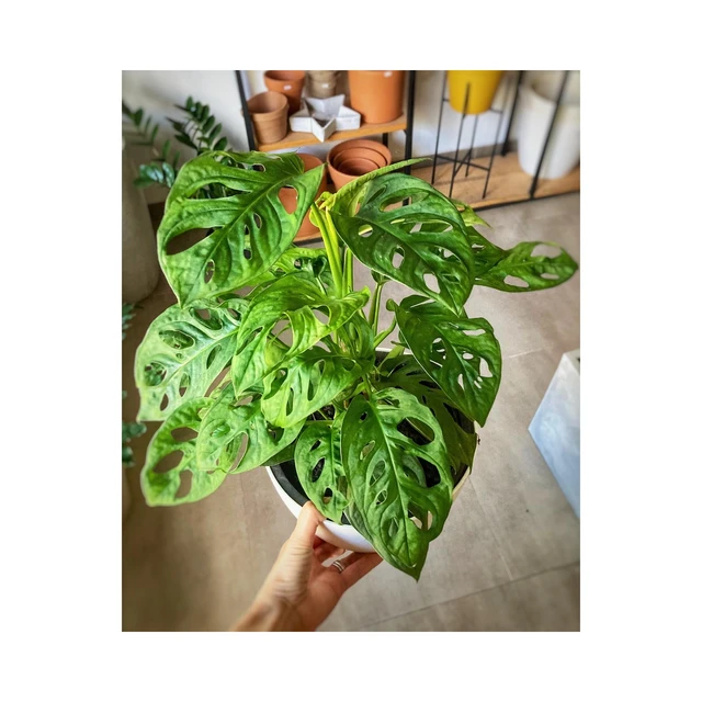 Monstera Adansonii Monstera Adansonii
