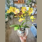 Orquidea Phalaenopsis en bowl vidrio Orquidea Phalaenopsis en bowl vidrio