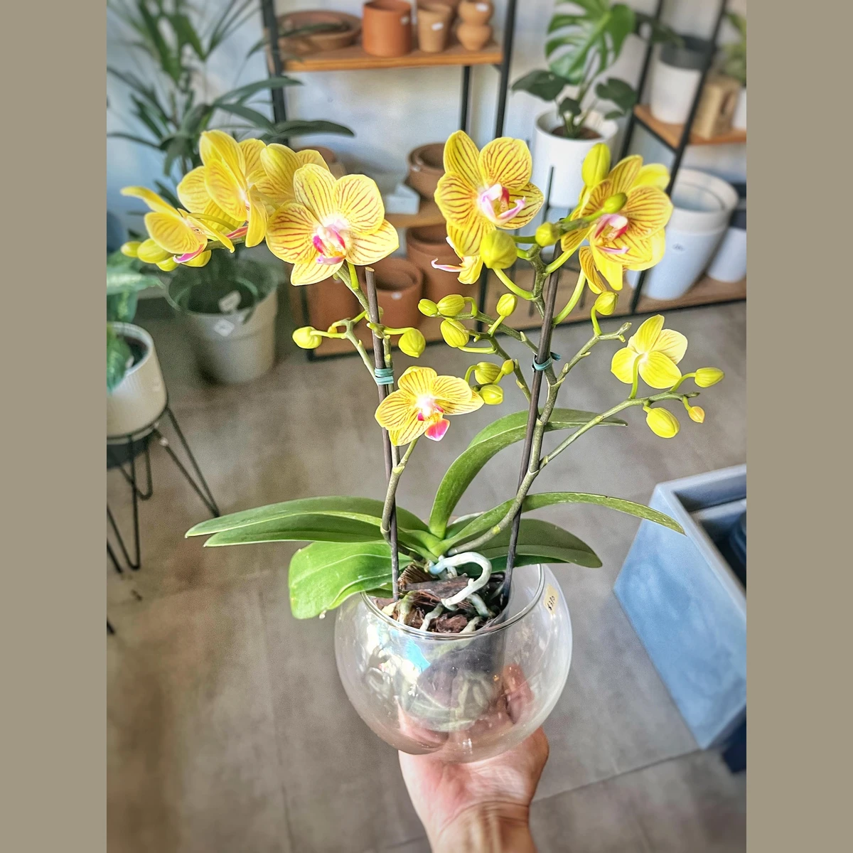 Orquidea Phalaenopsis en bowl vidrio 