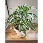 Dracena Deremensis mediana Dracena Deremensis mediana