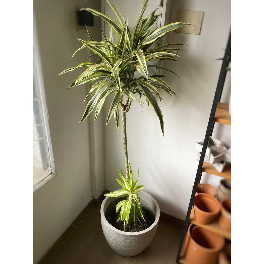 Dracena Deremensis grande Dracena Deremensis grande