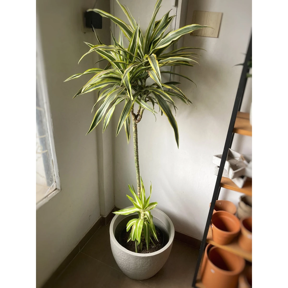 Dracena Deremensis grande 