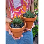 Suculenta Haworthia pequeña Suculenta Haworthia pequeña