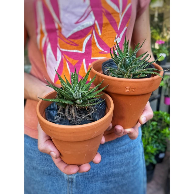 Suculenta Haworthia pequeña Suculenta Haworthia pequeña