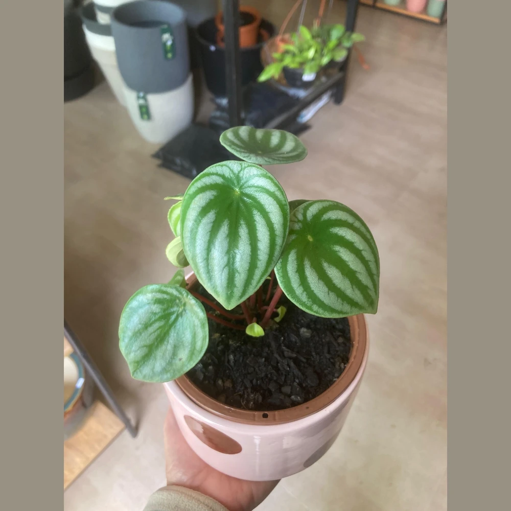 Peperomia Melancia Peperomia Melancia