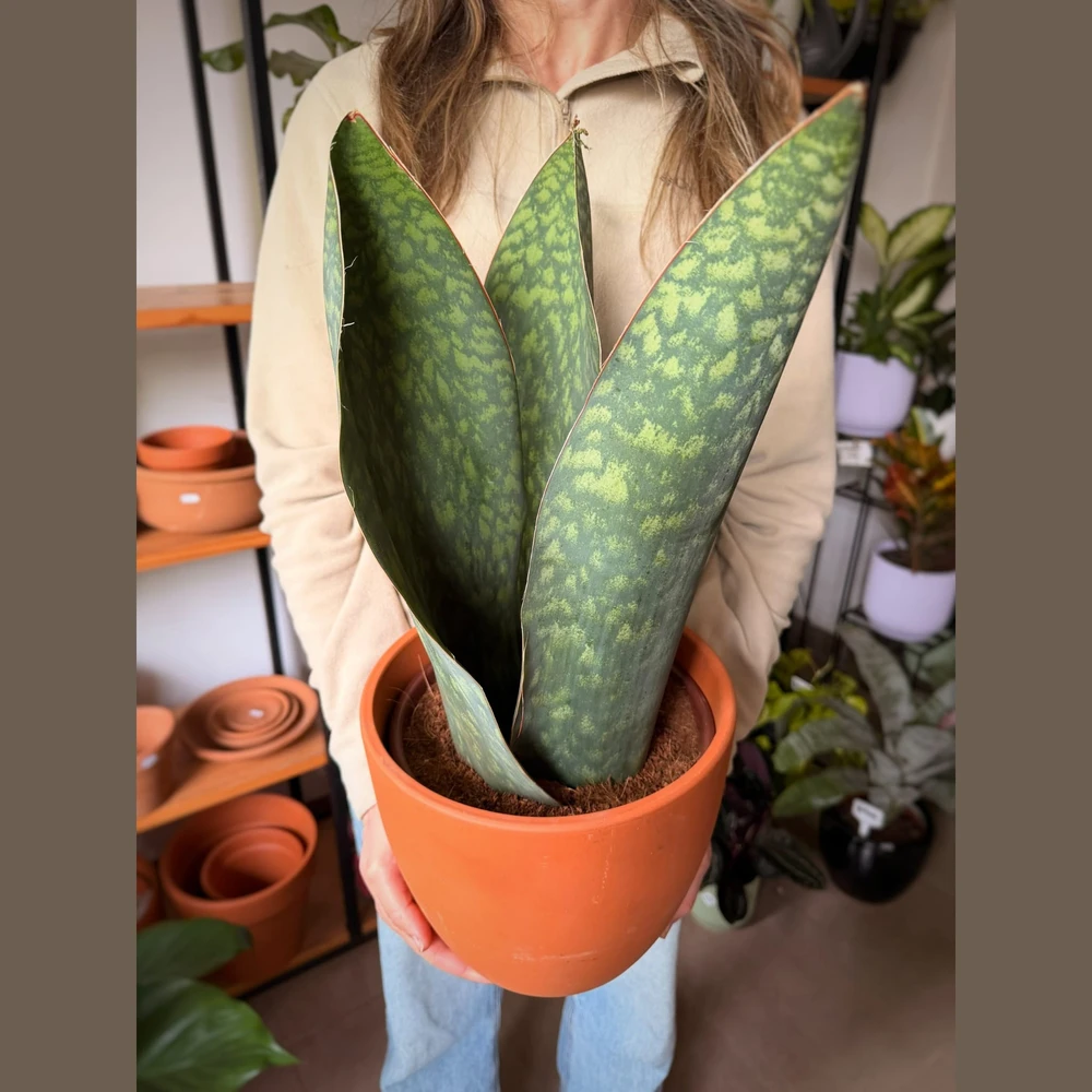 Sansevieria Masoniana Sansevieria Masoniana