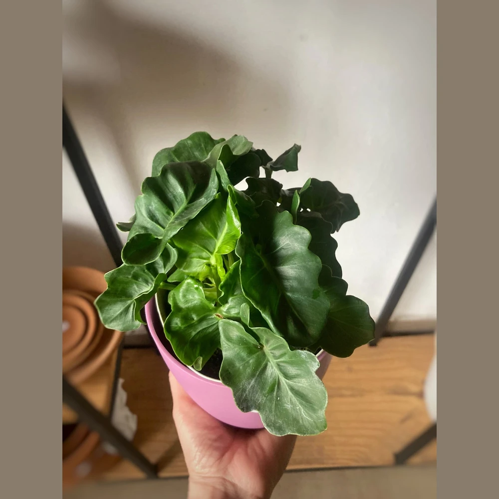 Philodendron Atom Philodendron Atom