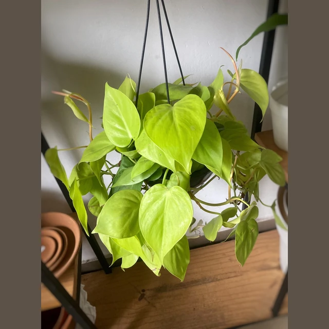 Philodendron Neon Philodendron Neon