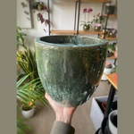 Philodendron Verruscosum Philodendron Verruscosum
