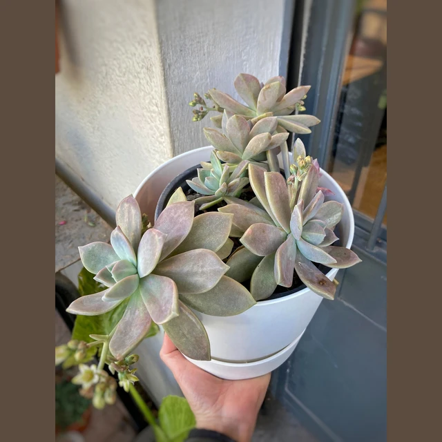 Graptopetalum Paraguayense Graptopetalum Paraguayense