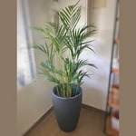Palma Areca Mediana Palma Areca Mediana