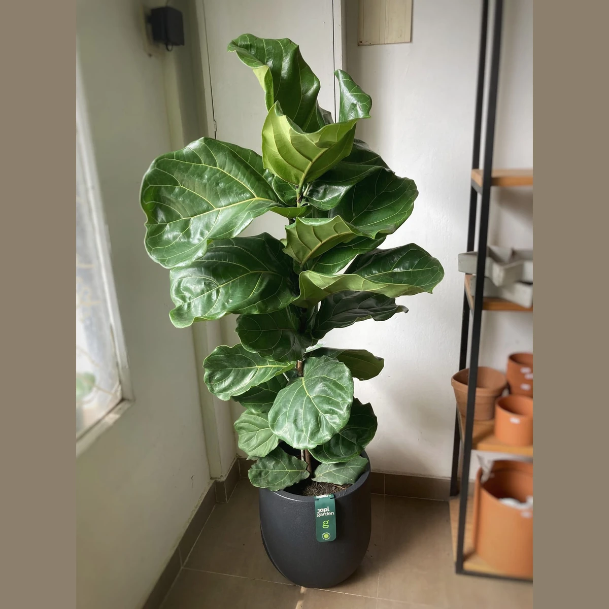 Ficus Lyrata Grande 