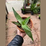 Aloe Vera Aloe Vera