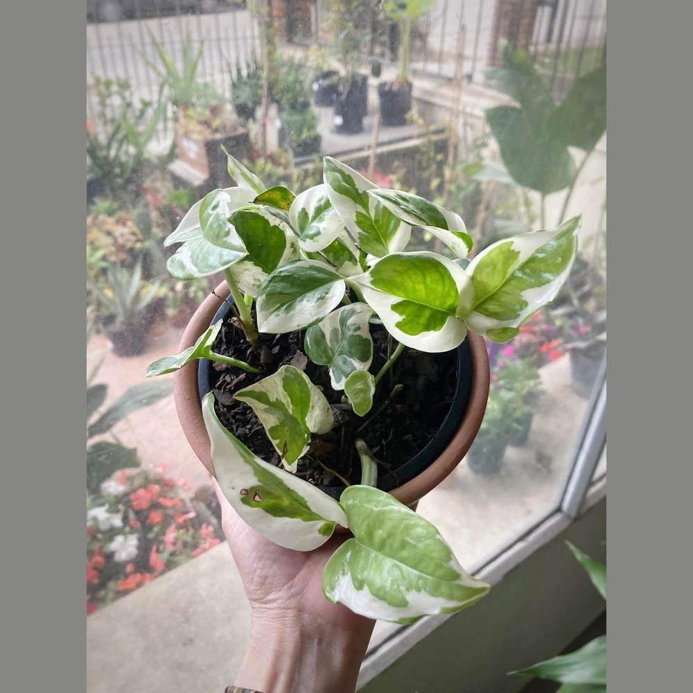 Philodendron Joy Philodendron Joy