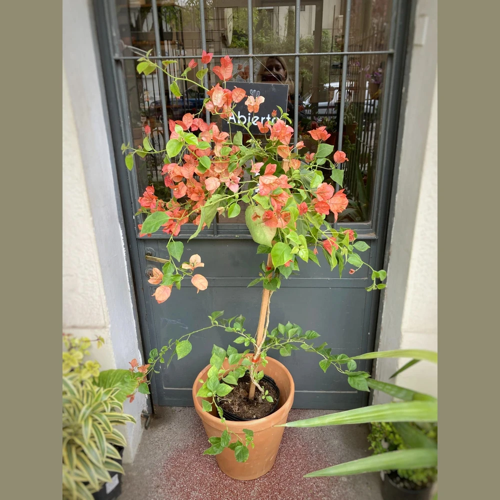 Bougainvillea (Santa Rita) Bougainvillea (Santa Rita)