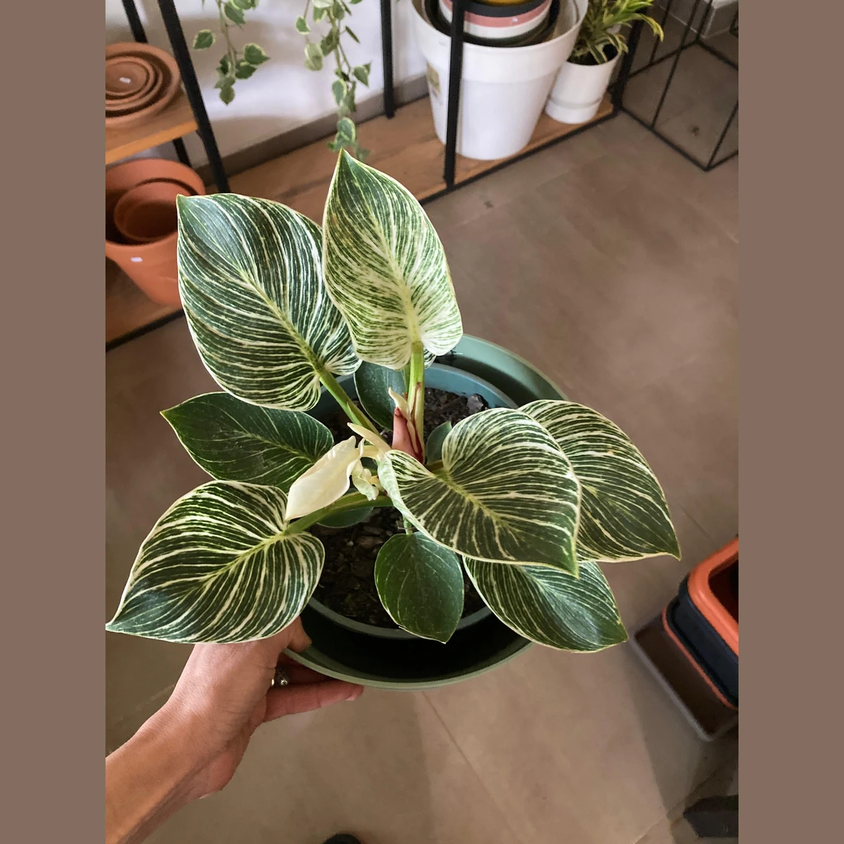 Philodendron Birkin 