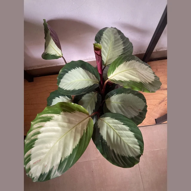 Calathea Picturata Calathea Picturata