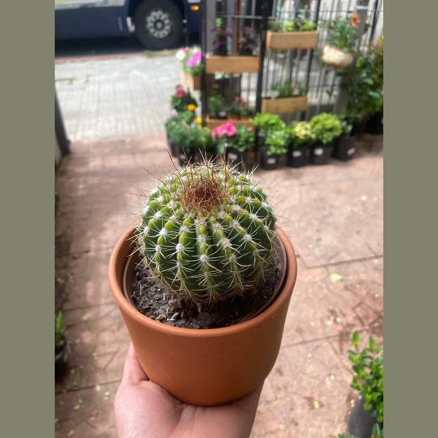 Cactus Echinocactus Cactus Echinocactus