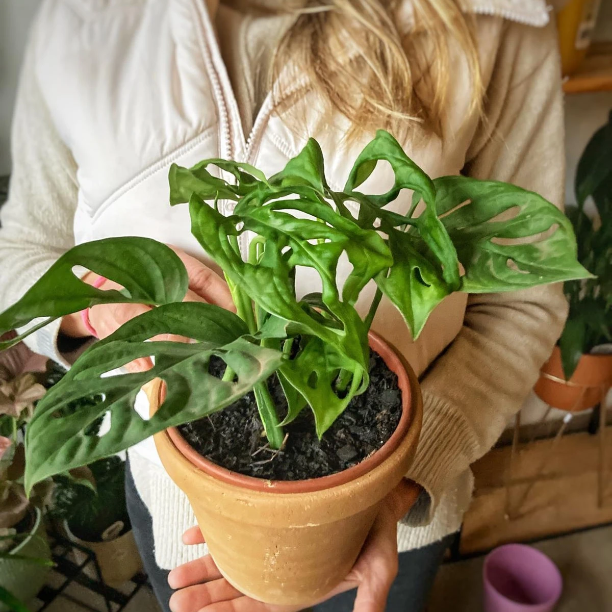 Monstera Adansonii Mediana 