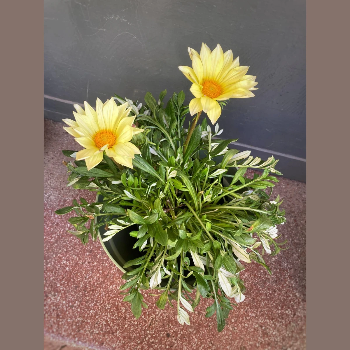 Gazania grande 