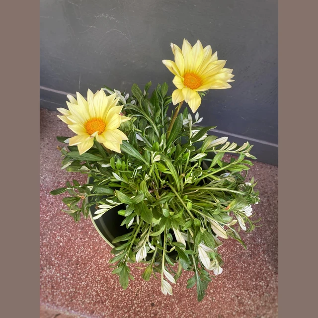 Gazania grande Gazania grande