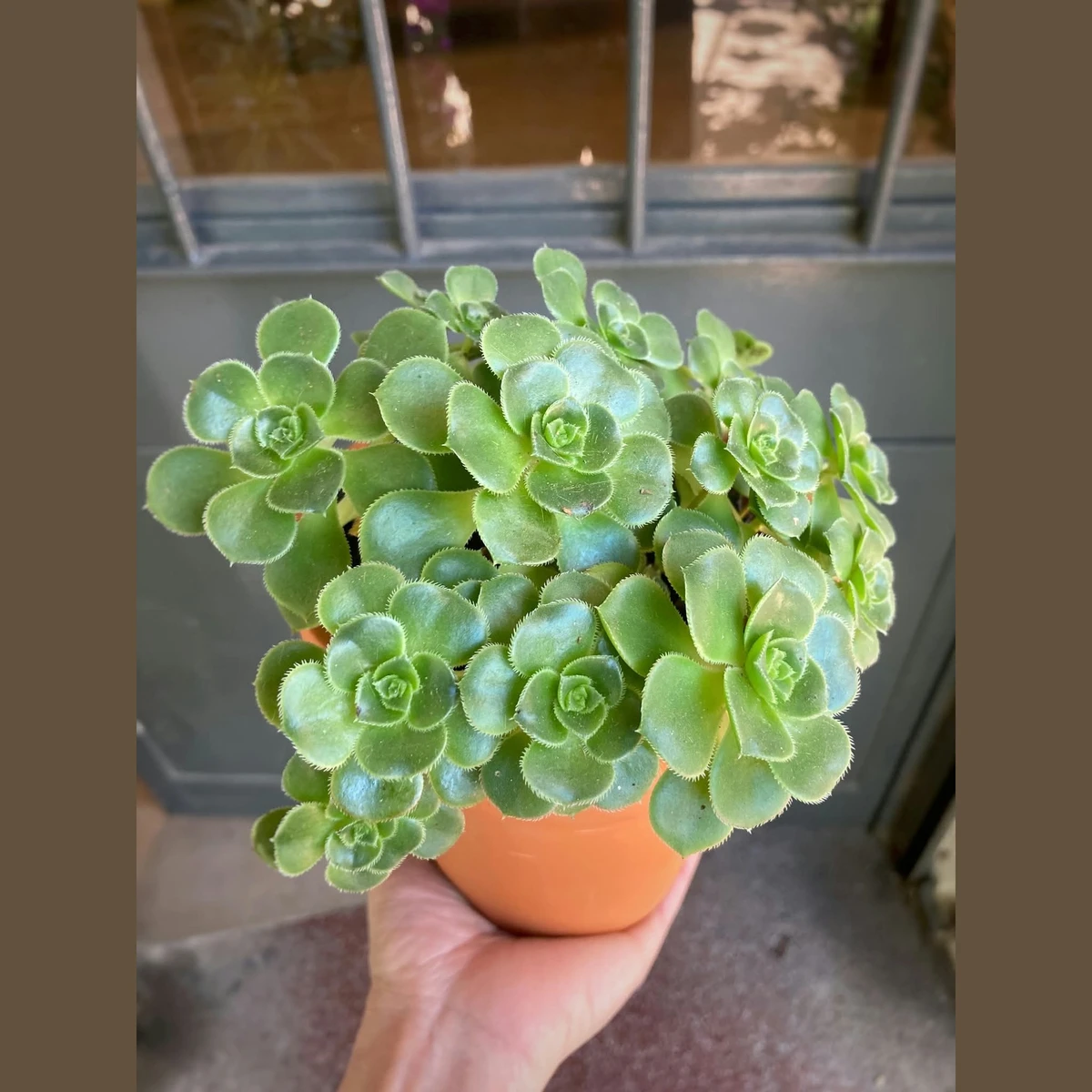 Aeonium Haworthii 
