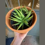 Haworthia Glabrata Haworthia Glabrata