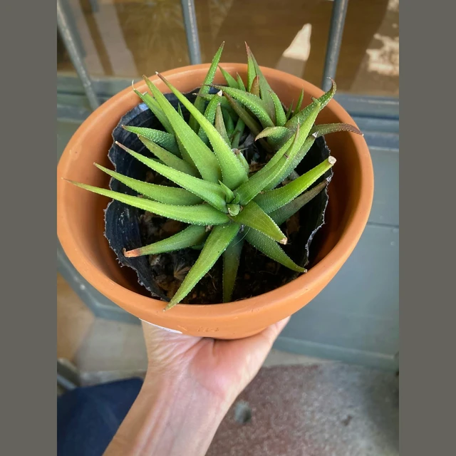 Haworthia Glabrata Haworthia Glabrata