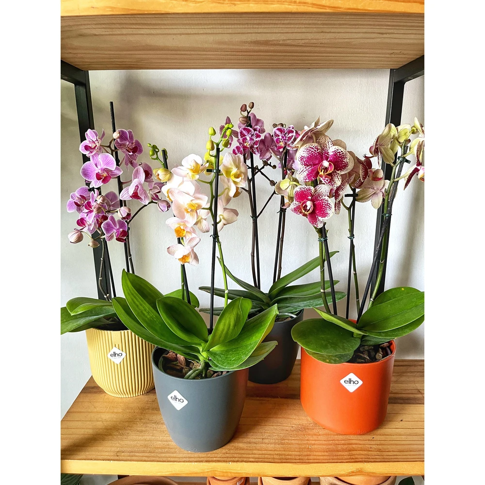 Orquidea Phalaenopsis Mediana Orquidea Phalaenopsis Mediana