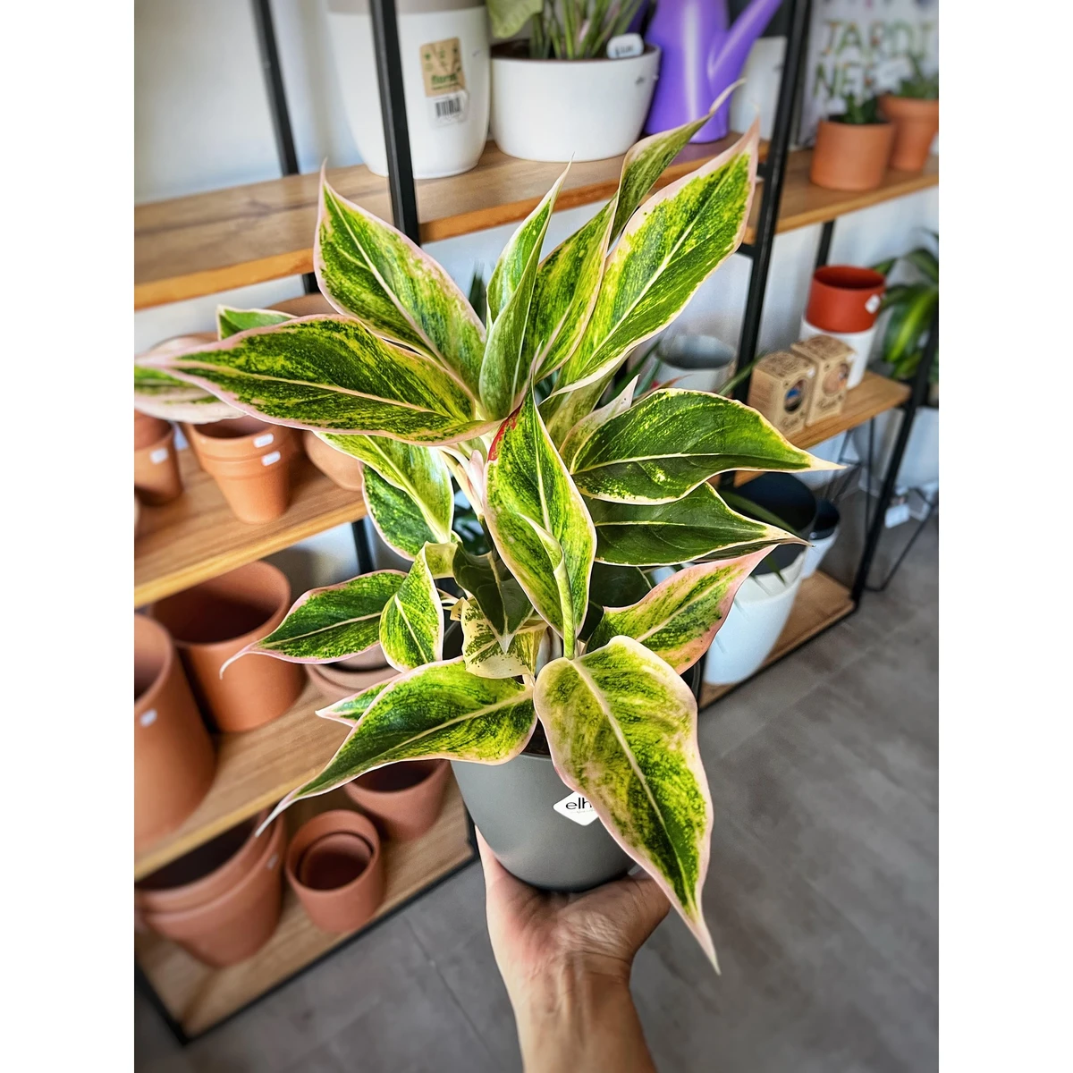 Aglaonema Golden Lipstick 