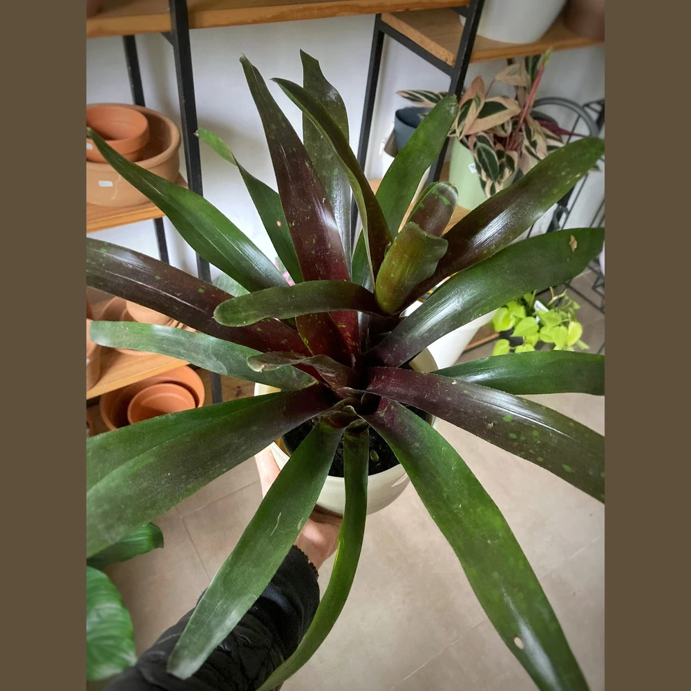 Bromelia Neoregelia Bromelia Neoregelia