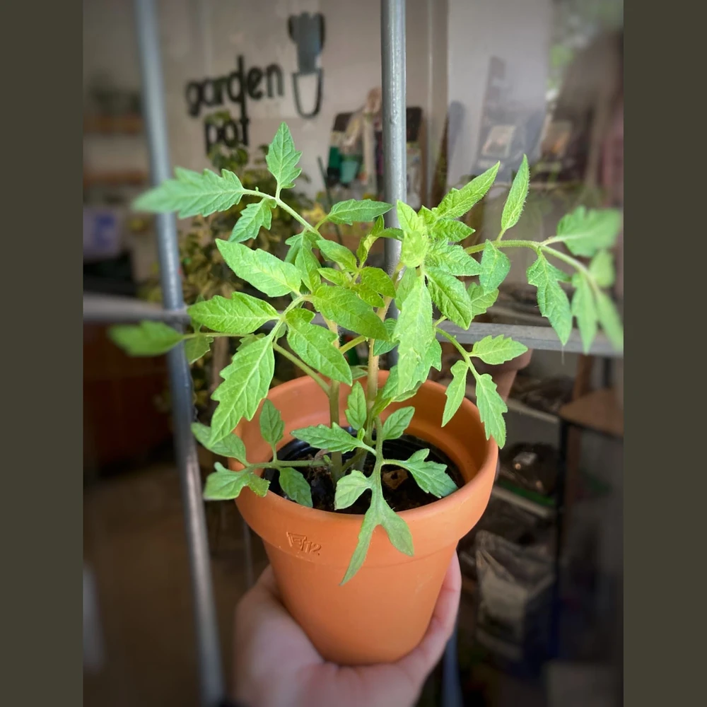 Tomate Perita Tomate Perita