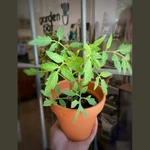 Tomate Perita Tomate Perita