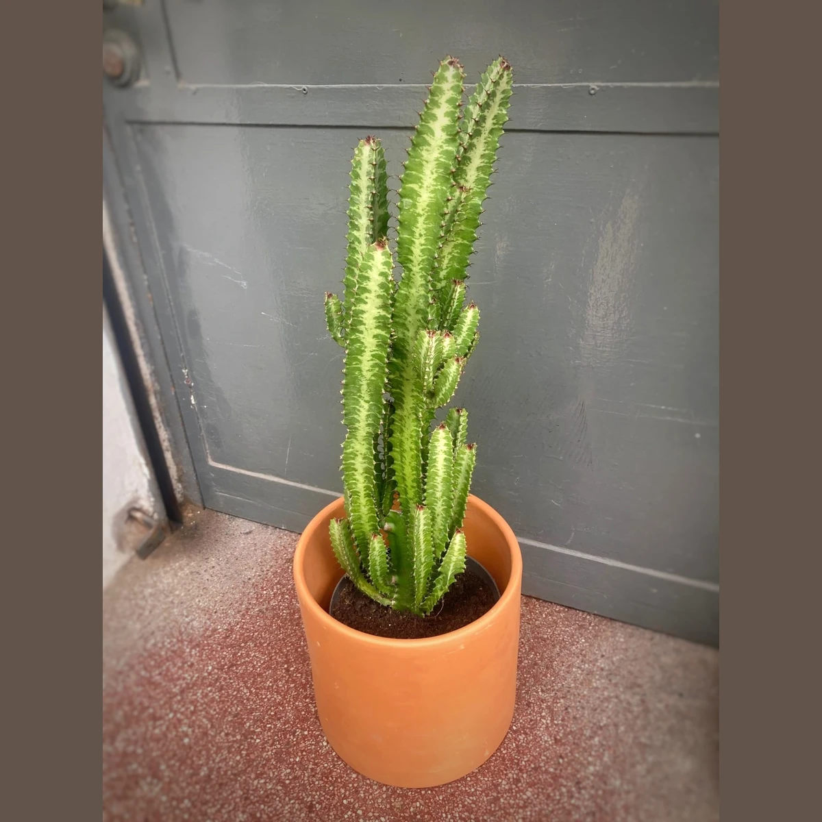 Euphorbia Trigona 