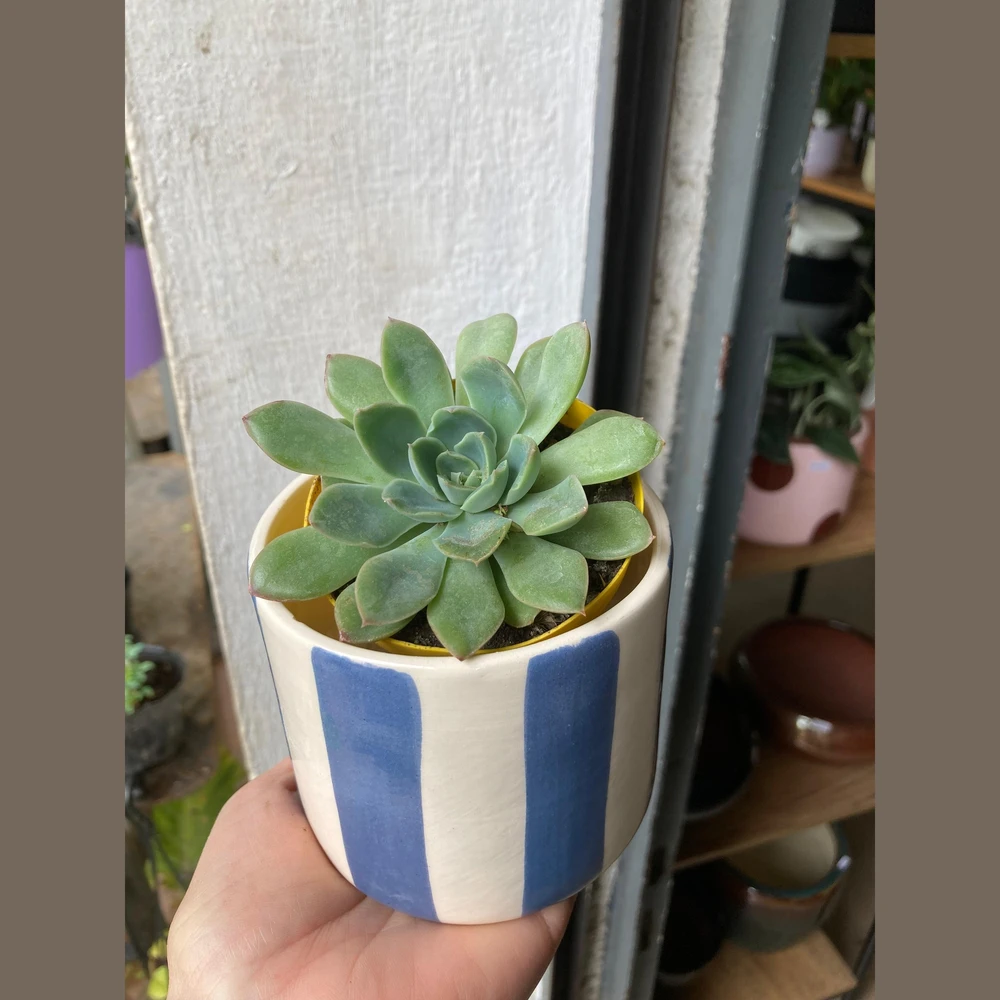 Maceta ceramica rayas 9x8cm Azul