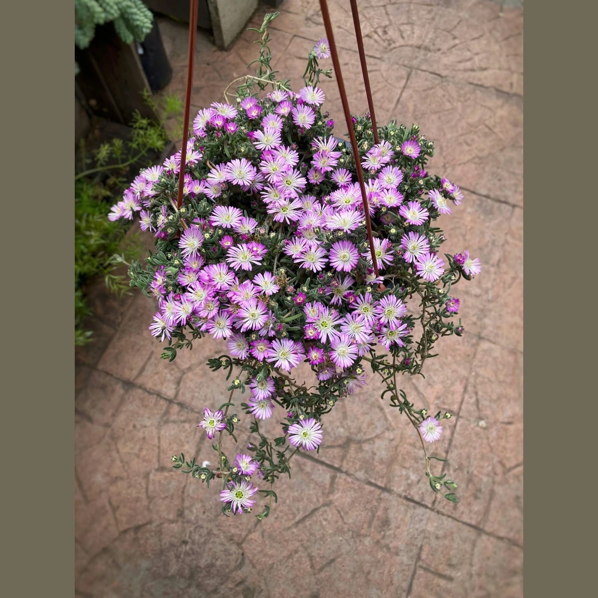 Drosanthemum floribundum 