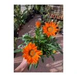 Gazanias (Margarita Africana) mediana Gazanias (Margarita Africana) mediana