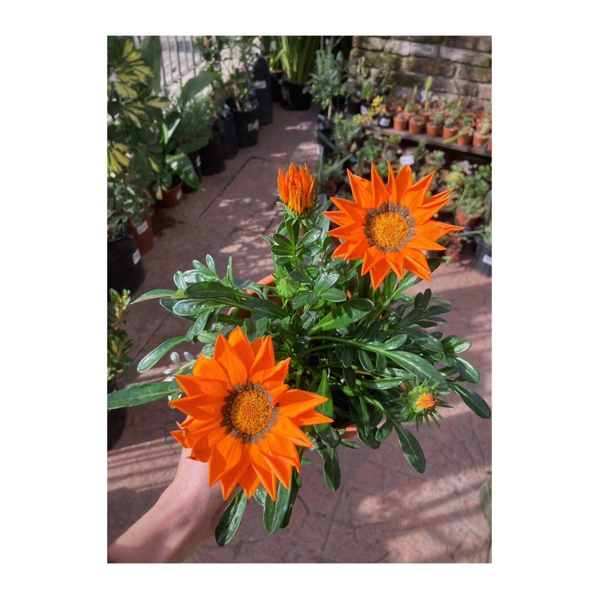 Gazanias (Margarita Africana) mediana 