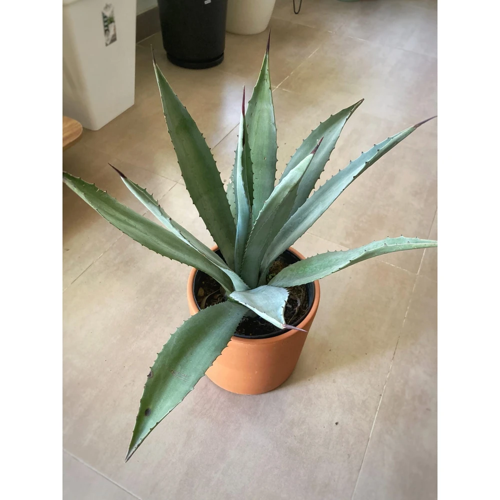 Agave Americana Agave Americana