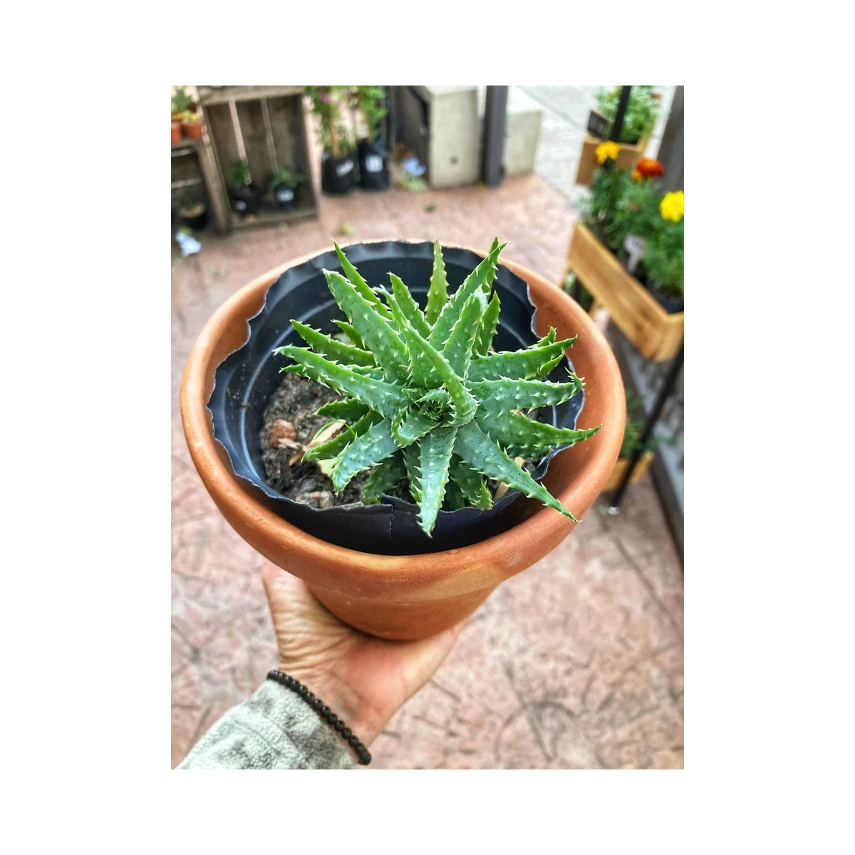 Aloe Prolific 